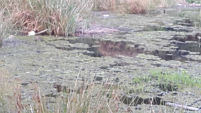 Salvinia infestation flares up in dam